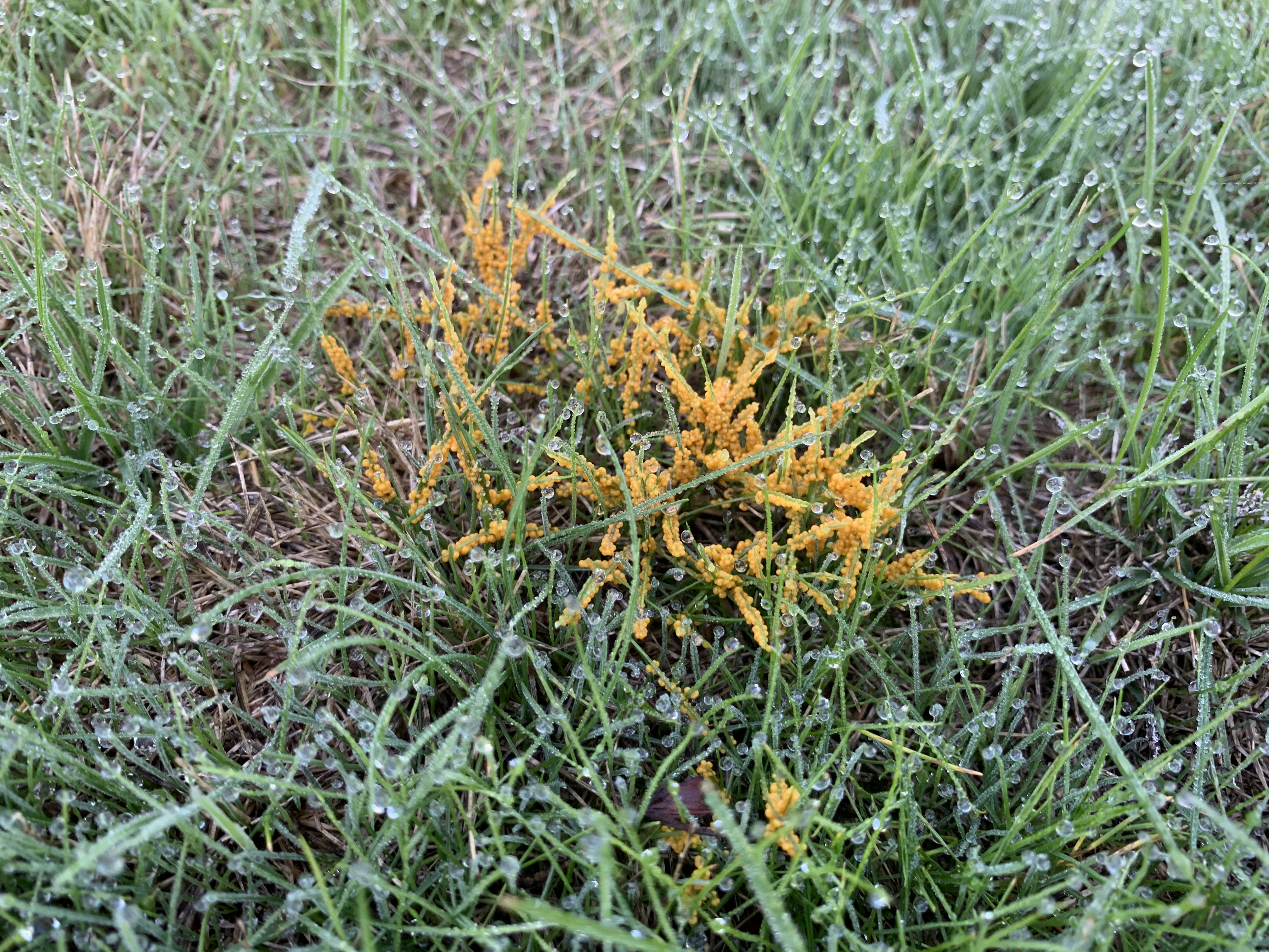 Close-up of orange-yellow slime mold growing among wet grass blades covered in morning dew.
